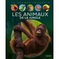 Les animaux de la jungle