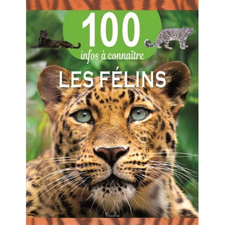 Les félins, 100 infos à connaître