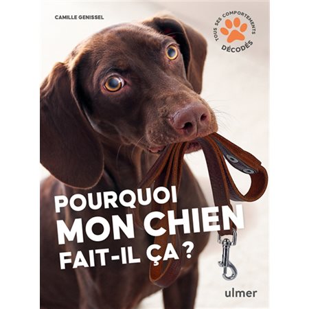 Pourquoi mon chien fait-il ça ?