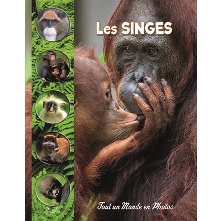 Les singes, Tout un monde en photos