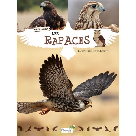 Les rapaces, P'tit curieux