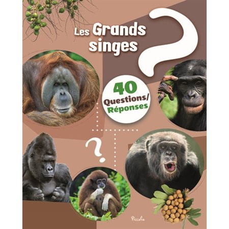 Les grands singes, 40 questions réponses